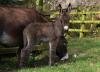New foal born at The Donkey Sanctuary