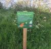 Nature left to flourish in numerous East Devon green spaces