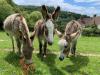 The Donkey Sanctuary