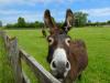 May opening for The Donkey Sanctuary Sidmouth