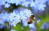 Bee resting on a flower