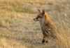 red fox sits in dry grass 