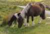 Dartmoor ponies