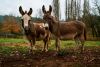 Two donkeys in a field