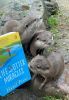 Otters view their new book