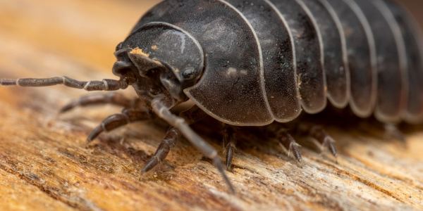 Expanding Bioactive Habitat Possibilities With Isopods for Sale Options